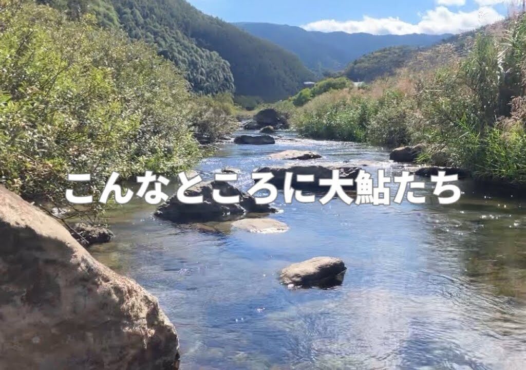 めちゃくちゃ小さな瀬が、大鮎の巣窟になっていました