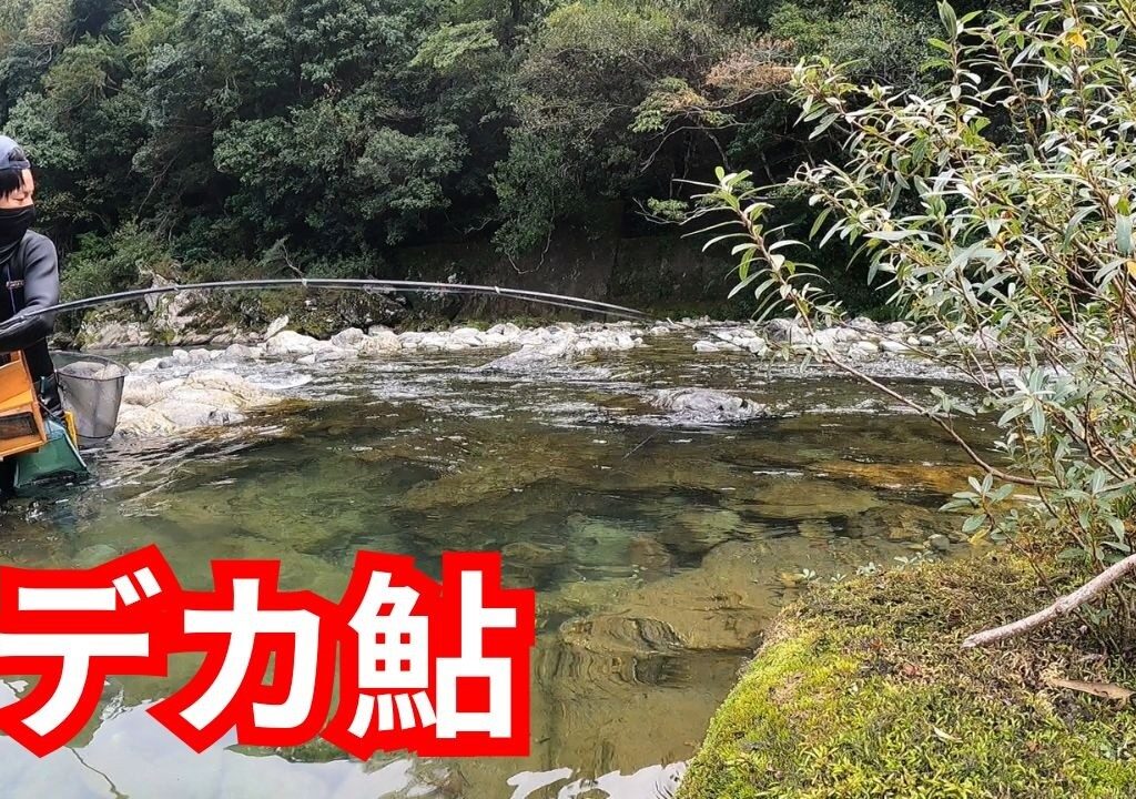 落ち鮎シーズンラスト！今季最大のアユが獲れました