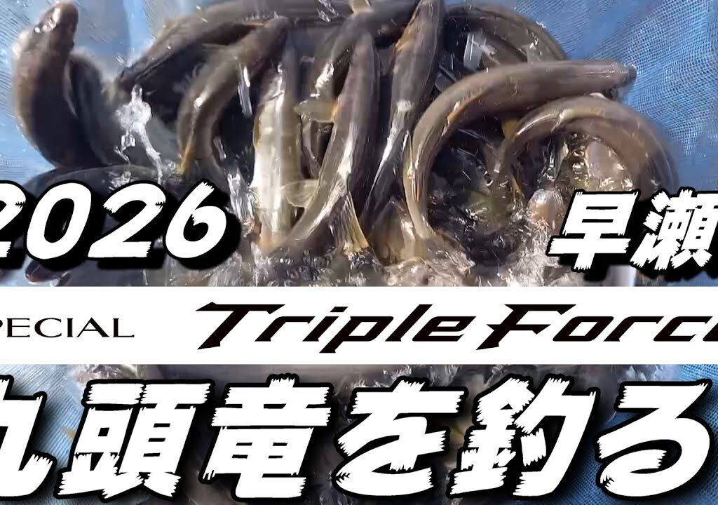 鮎釣り 2026シマノ新製品スペシャルトリプルフォース早瀬V90 9月22日 20cm高笹濁り強 吉波 九頭竜川 2025年