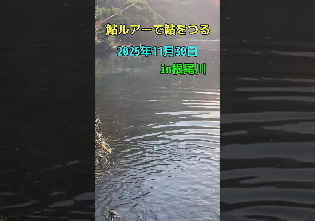 まだまだ鮎釣りできますよ！in岐阜県根尾川