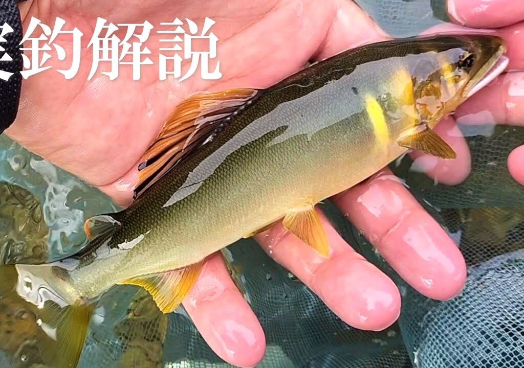 鮎釣り　釣果アップのヒント集【実釣解説】