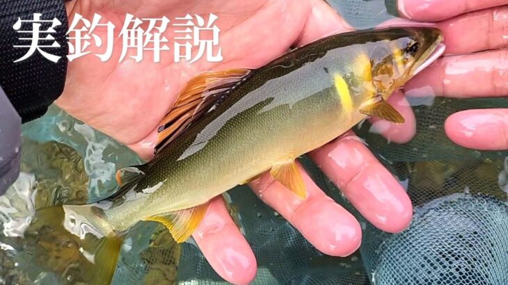 鮎釣り　釣果アップのヒント集【実釣解説】
