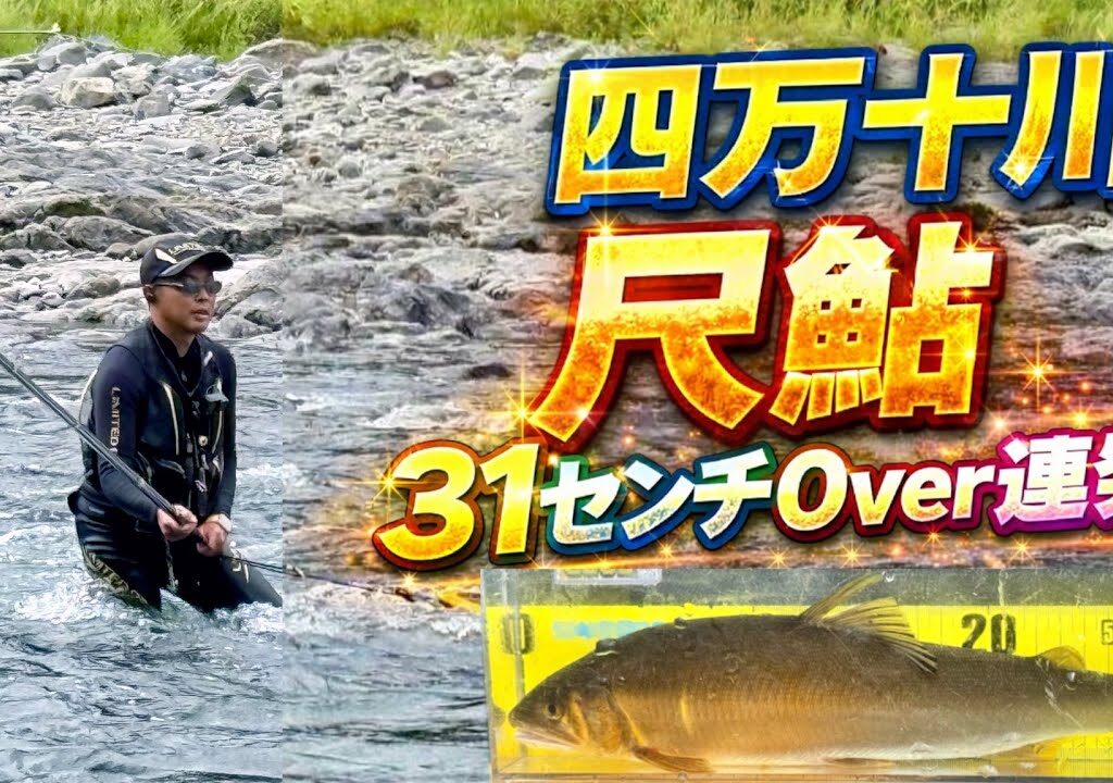【鮎釣り2025】31センチ超えた！四万十川に潜む尺鮎が連発で掛かる奇跡の瞬間！！