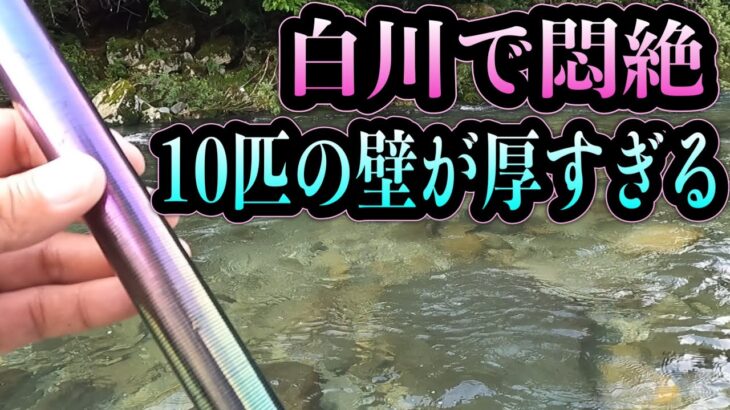 【鮎釣り】岐阜・白川で悶絶。10匹の壁が厚すぎる…