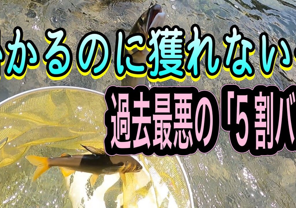 なぜ獲れない？2.5時間で連発するもキャッチ率50%以下。白川の“気難しい鮎”を追った全記録