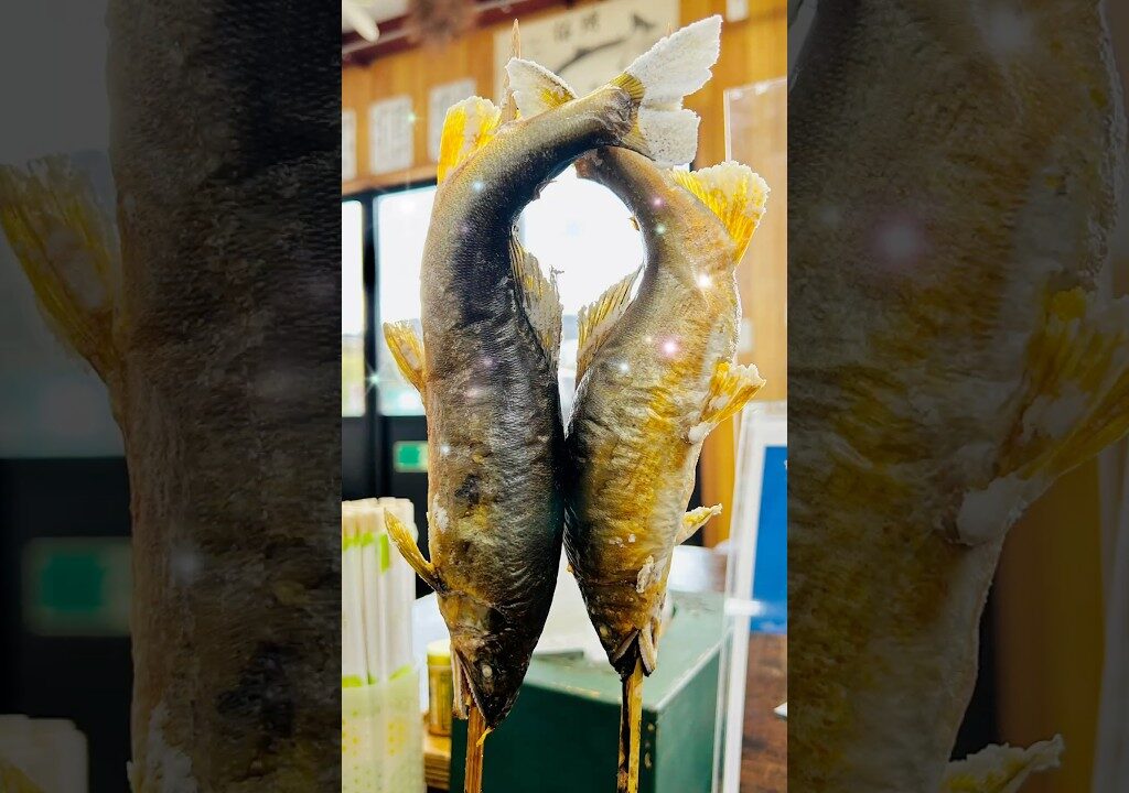 さぎり屋🐟さんで鮎の塩焼き体験してきました✨鮎の気持ちいい骨の抜き方見てね✨2026.3.15その日はなんと500円！もちろん鮎付き✨美味しかった✨#コスパいい#鮎#鮎の塩焼き