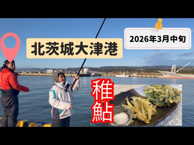 【2026年春】北茨城・大津港に稚鮎が来た！大津港に稚鮎の群れが回遊！みんなで100匹越えの大爆釣！キャンピングカーで車中泊しながらの2日間釣行、大津港の春を全力でお届けします🌸
