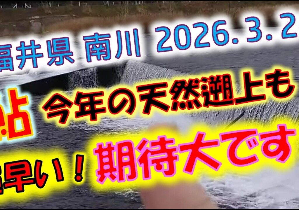 2026年3月24日 福井県 南川 今年もアユの天然遡上が始まりました！！