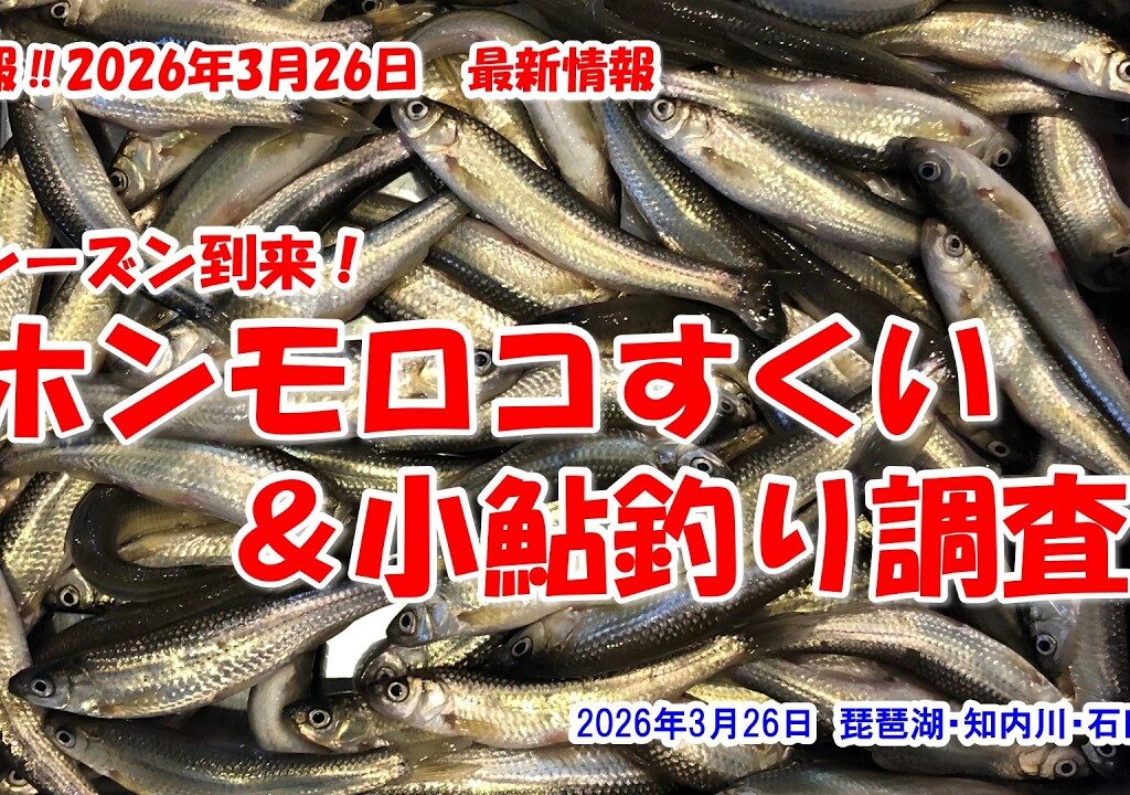 【シーズン到来！ホンモロコすくい＆小鮎釣り調査】琵琶湖・知内川・石田川　速報‼2026年3月26日最新情報