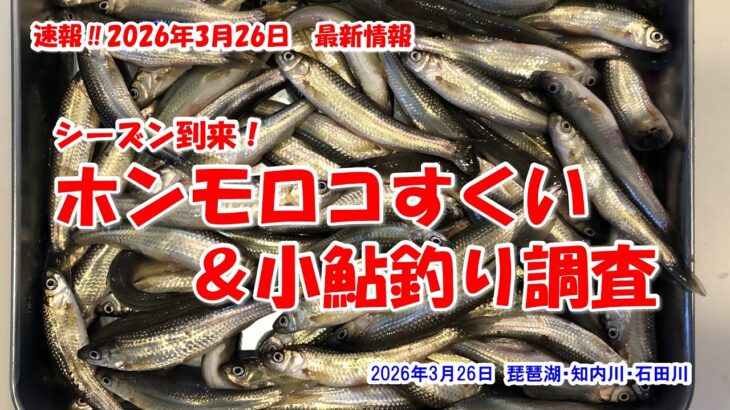 【シーズン到来！ホンモロコすくい＆小鮎釣り調査】琵琶湖・知内川・石田川　速報‼2026年3月26日最新情報