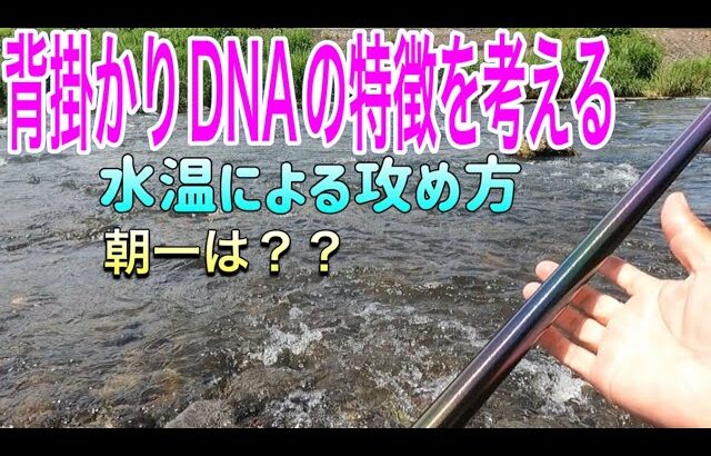 【背掛かりDNAの衝撃】長野県・上川の鮎解禁2日目！追い気が凄すぎる実釣ドキュメント