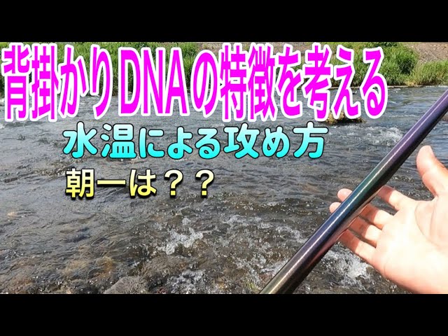 【背掛かりDNAの衝撃】長野県・上川の鮎解禁2日目！追い気が凄すぎる実釣ドキュメント