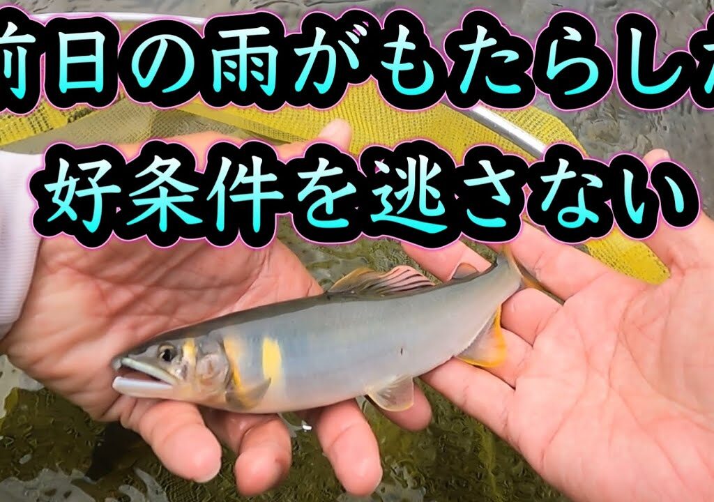 増水気味の白川で入れ掛かり！？前日の雨がもたらした好条件を逃さない【鮎・友釣り】