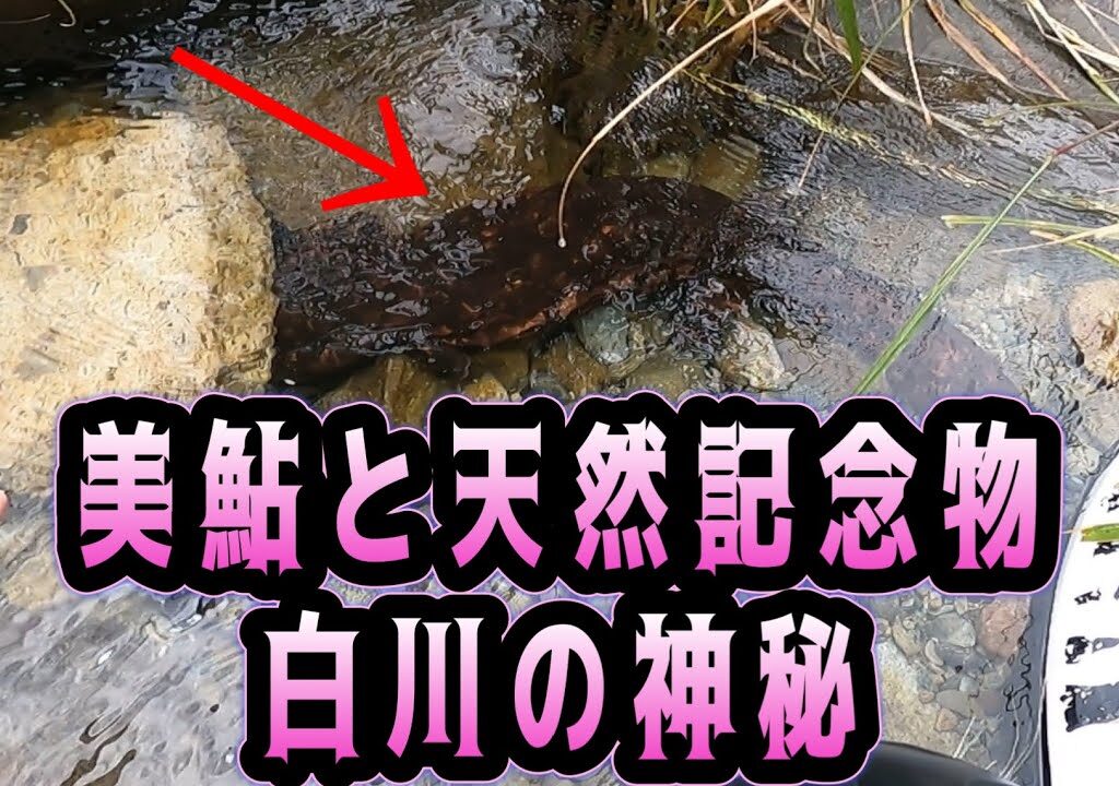 【清流の主】鮎釣りの最中に「天然記念物」と遭遇。激闘と白川の神秘【オオサンショウウオ】