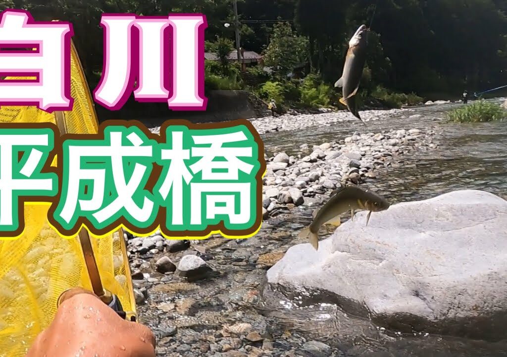 白川　引き水パターンでバチバチ