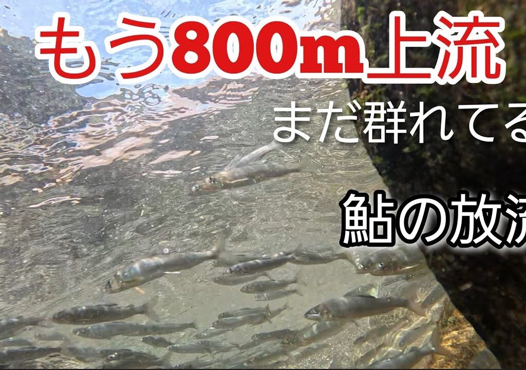 放流から1週間…鮎は約800m遡上！ 本日、追加放流も…