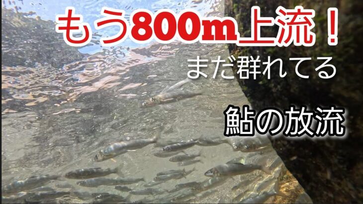 放流から1週間…鮎は約800m遡上！ 本日、追加放流も…