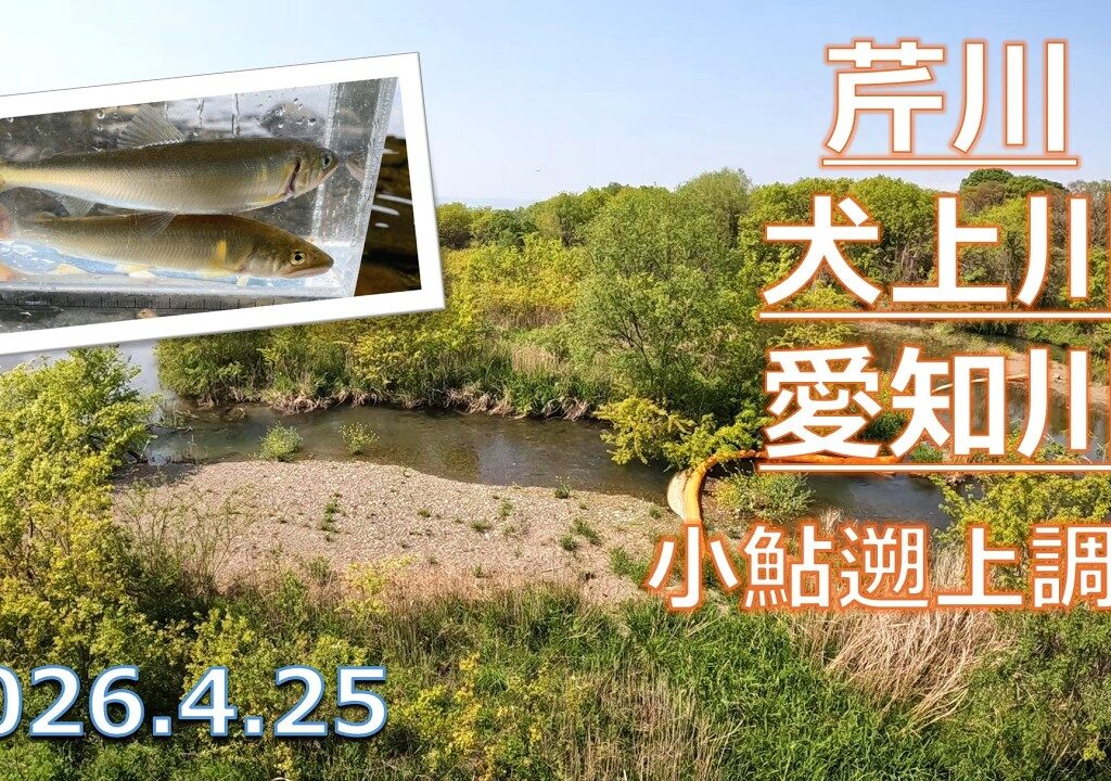 【小鮎釣り2026】湖東エリアのコアユ遡上調査！犬上川・愛知川・芹川の遡上状況をチェック。