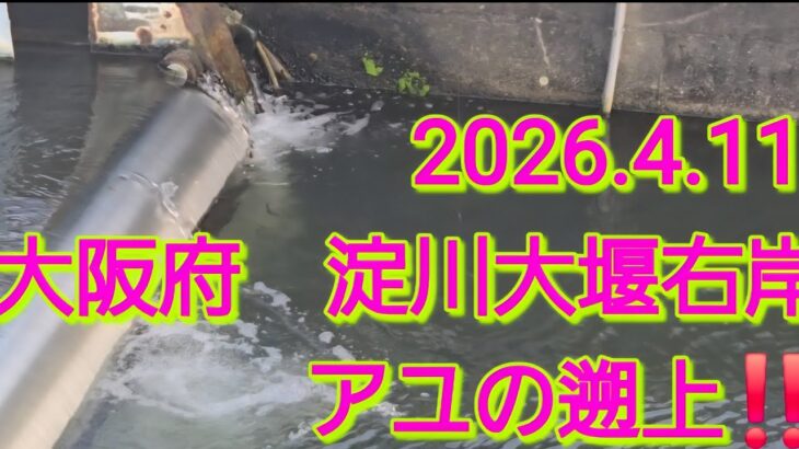 2026淀川大堰、アユ遡上中　右岸魚道(2026.4.11)