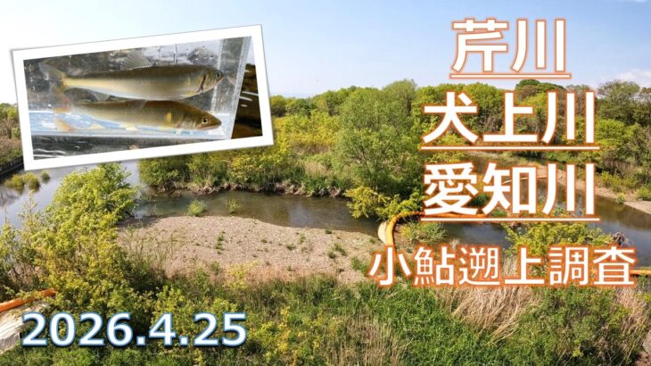 【小鮎釣り2026】湖東エリアのコアユ遡上調査！犬上川・愛知川・芹川の遡上状況をチェック。