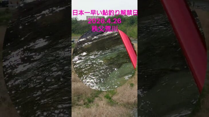 【鮎釣り】2026.4,26 秩父荒川 日本一早い鮎釣り解禁#short