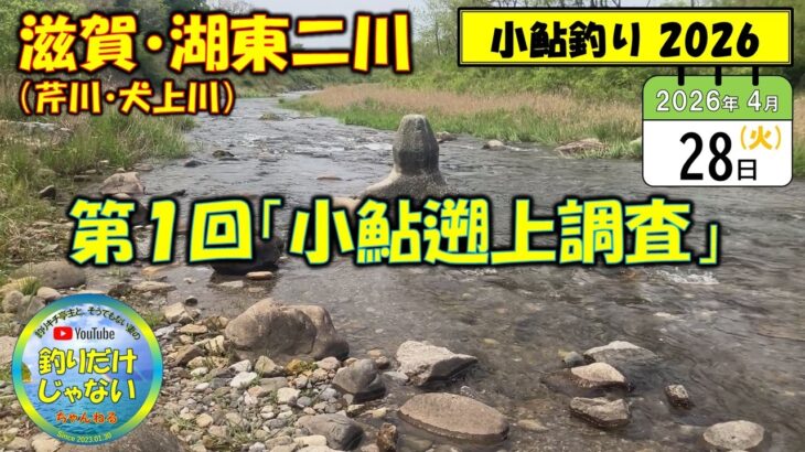 【小鮎釣り2026】第1回「小鮎遡上調査」、滋賀・湖東二川（芹川・犬上川）