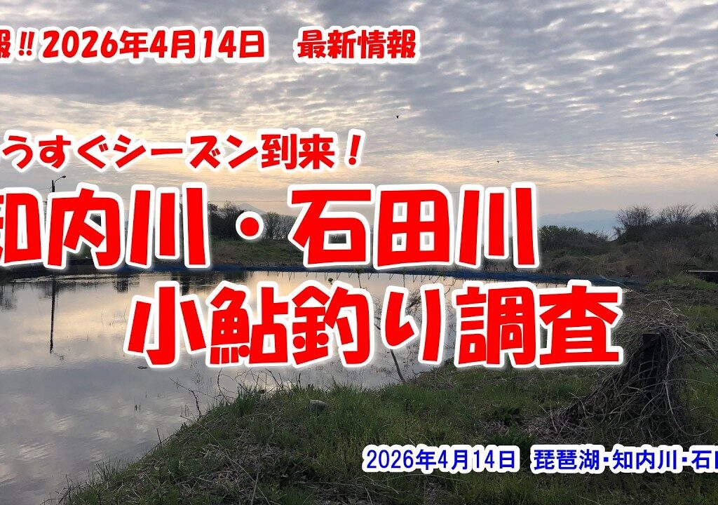 【もうすぐシーズン到来！知内川・石田川　小鮎釣り調査】琵琶湖・知内川・石田川　速報‼2026年4月14日最新情報