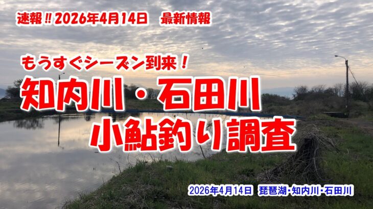【もうすぐシーズン到来！知内川・石田川　小鮎釣り調査】琵琶湖・知内川・石田川　速報‼2026年4月14日最新情報