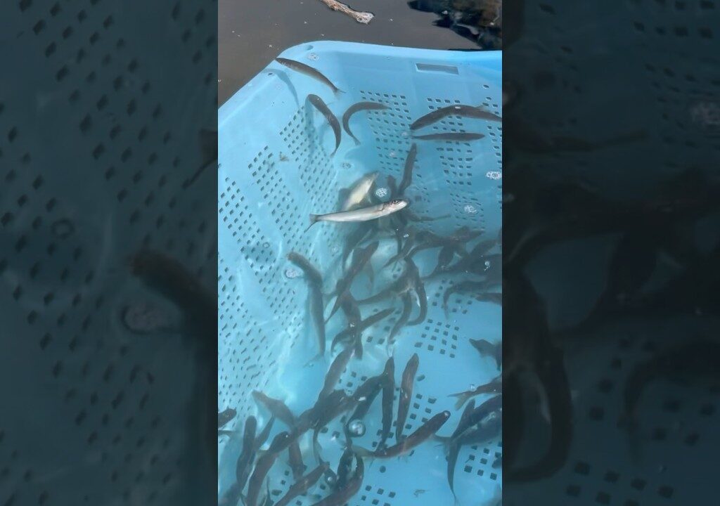 鮎5万匹のあぶらビレ全員でカットして放流してみた。