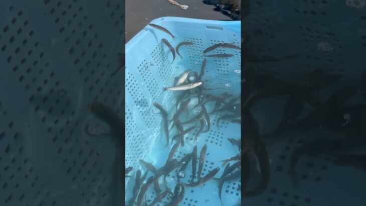 鮎5万匹のあぶらビレ全員でカットして放流してみた。