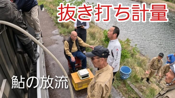 9回目の鮎放流…なぜ同じ場所に？抜き打ち計量の真相