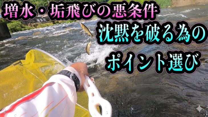 【和良川】増水後の激渋を攻略！シマノVS80とハイテンションワイヤーで引き出す貴重な一匹