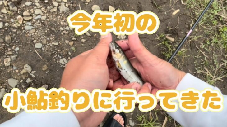 今年初の小鮎釣りに行ってきた！#fishing #釣り #鮎