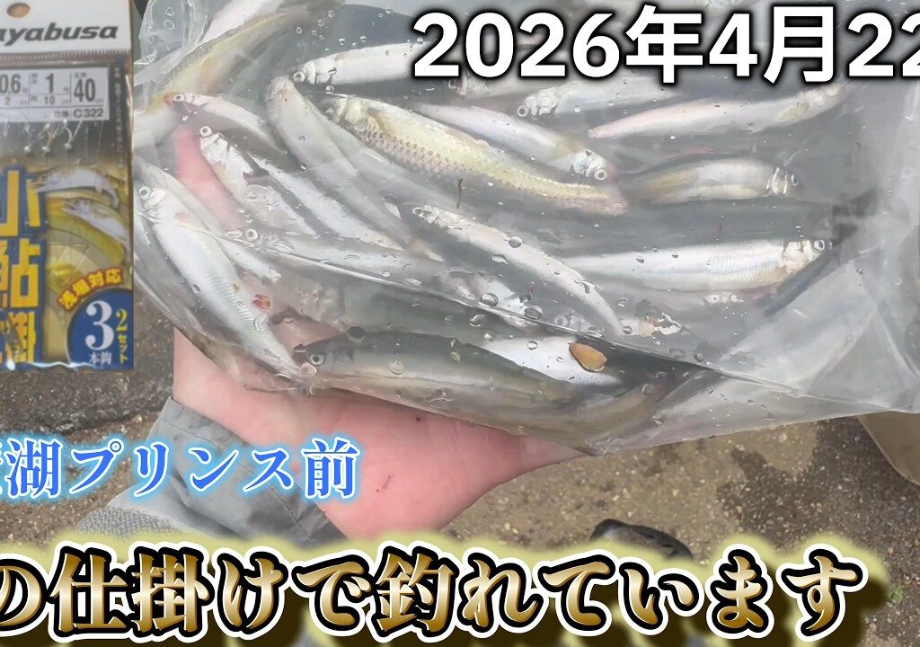 【小鮎釣り】現在この仕掛けで小鮎釣れております！in琵琶湖南湖プリンス前