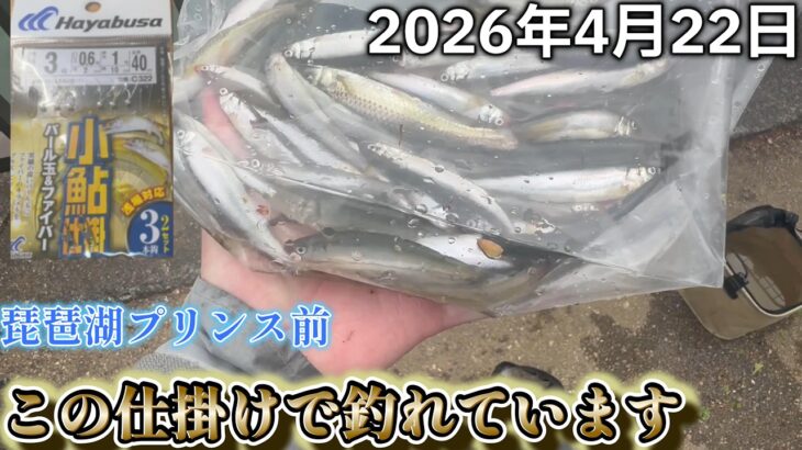 【小鮎釣り】現在この仕掛けで小鮎釣れております！in琵琶湖南湖プリンス前