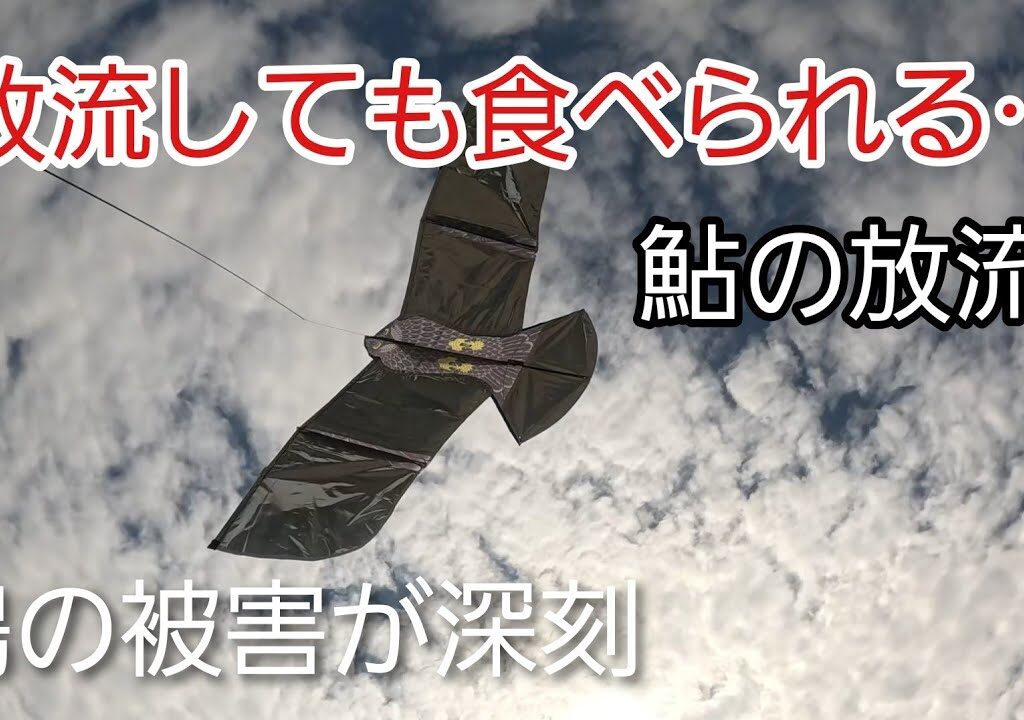 鮎放流の裏側…鵜被害と対策に密着！