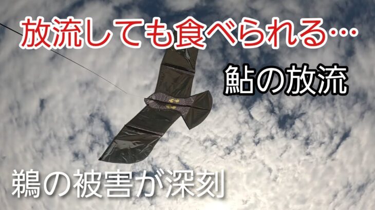 鮎放流の裏側…鵜被害と対策に密着！