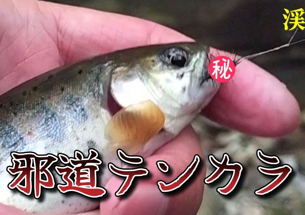 渓流釣り　超・邪道テンカラ