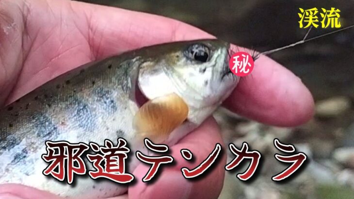 渓流釣り　超・邪道テンカラ
