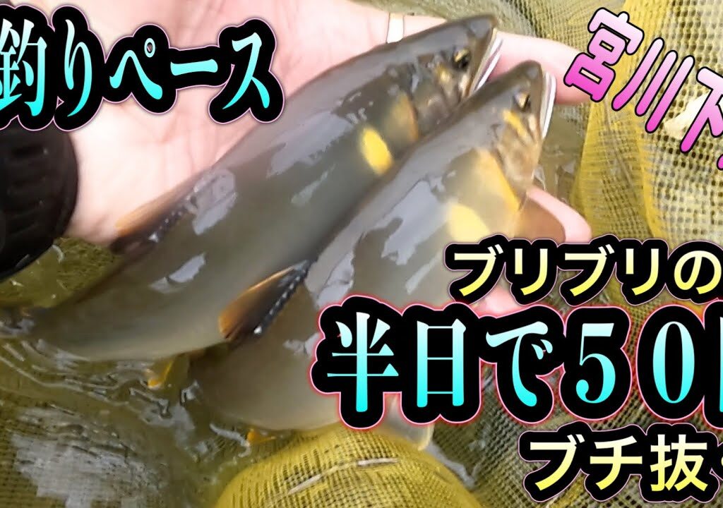 半日で５０匹！束釣りペース　宮川下流