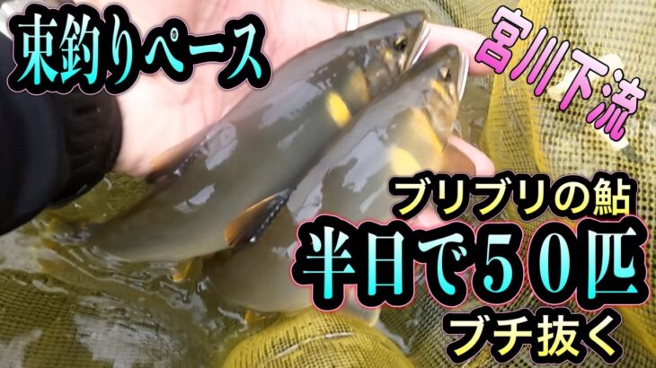半日で５０匹！束釣りペース　宮川下流