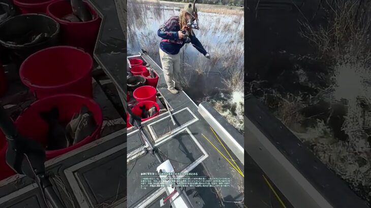 水中に矢を放つ：伝統的な漁法で大きなコイを射止める