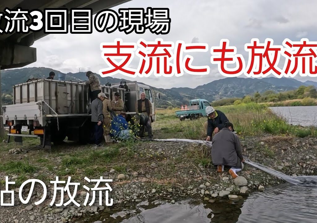 【鮎の放流】支流にも大量放流！