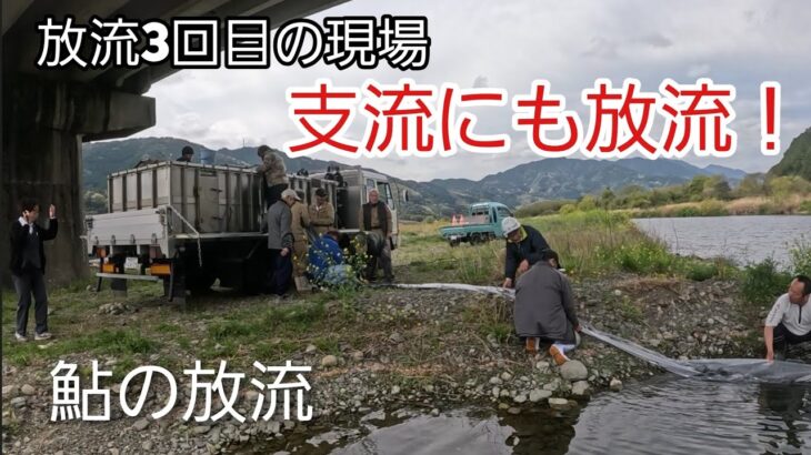 【鮎の放流】支流にも大量放流！