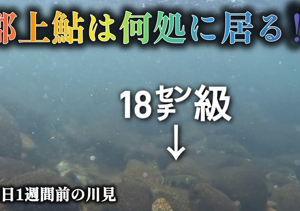 郡上鮎は何処に居る⁉️解禁日1週間前の川見