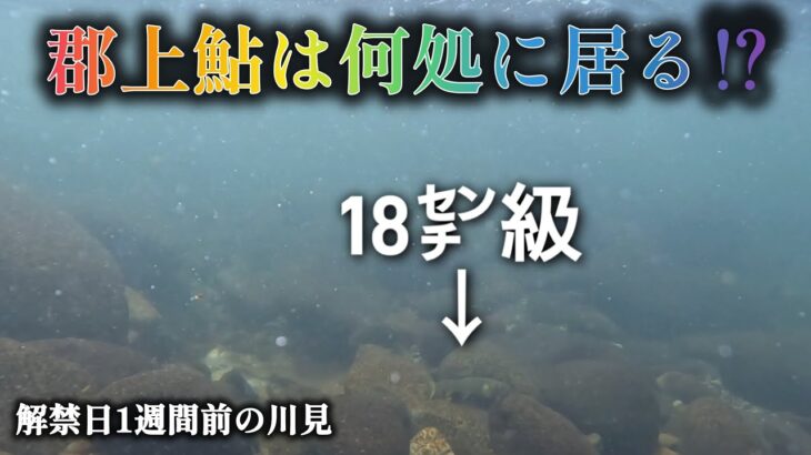 郡上鮎は何処に居る⁉️解禁日1週間前の川見
