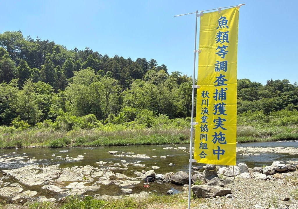【秋川　第2回】 鮎成育調査決行！