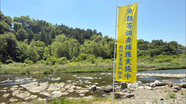 【秋川　第2回】 鮎成育調査決行！