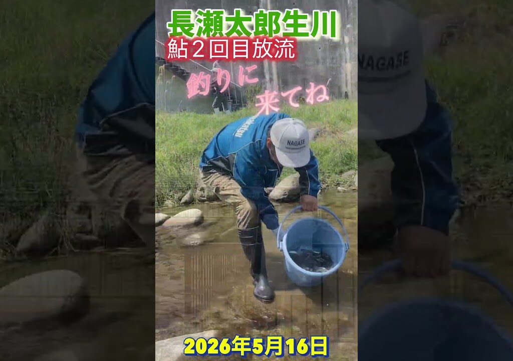 長瀬太郎生川　鮎2回目放流　2026年5月16日 #shortvideo  #鮎　#放流