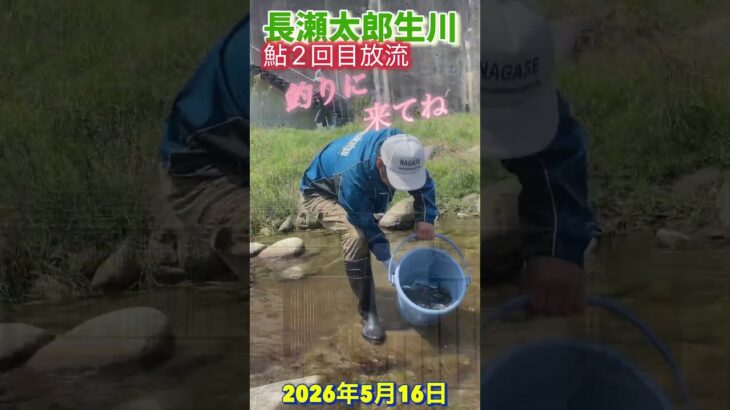 長瀬太郎生川　鮎2回目放流　2026年5月16日 #shortvideo  #鮎　#放流